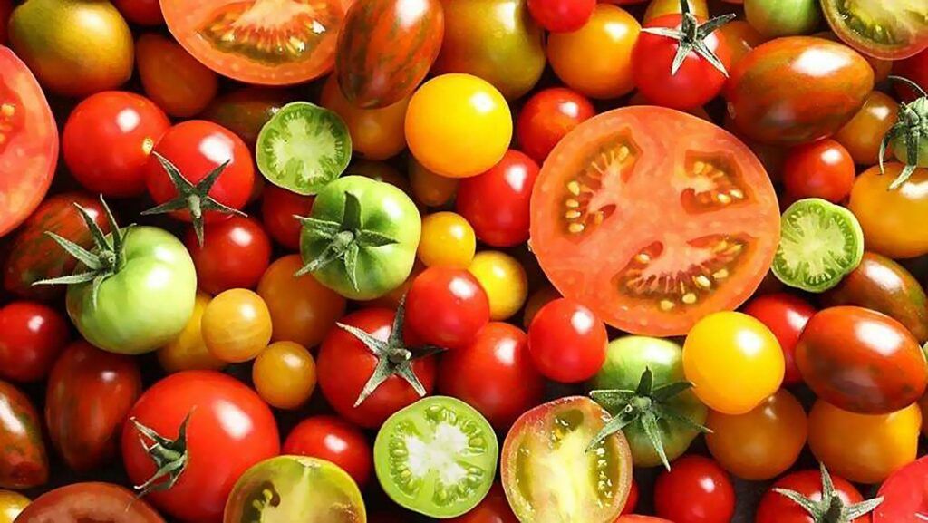 pomidory i ich nasiona